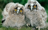 Webshots Animal Wallpapers (2) #20