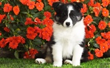 HD Wallpaper niedlichen Hund #1