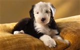 HD papel tapiz lindo perro #2