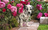 HD papel tapiz lindo perro #7