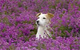 HD wallpaper cute dog #8