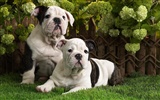 HD Wallpaper niedlichen Hund #11