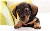 HD wallpaper cute dog #18889