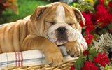 HD papel tapiz lindo perro #20