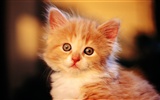 HD wallpaper cute cat photo