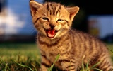 HD fotografía de fondo lindo gatito #3