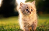 HD fotografía de fondo lindo gatito #4