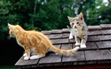 의 HD 벽지 귀여운 고양이 사진 #5