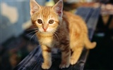 HD fotografía de fondo lindo gatito #6