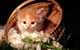 HD fotografía de fondo lindo gatito #8