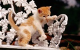 HD fotografía de fondo lindo gatito #9