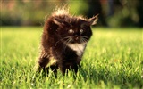 HD fotografía de fondo lindo gatito #11