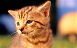 HD fotografía de fondo lindo gatito #12