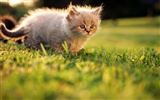 HD Wallpaper cute cat Foto #14