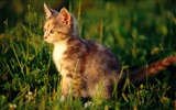 HD fotografía de fondo lindo gatito #15