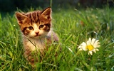 HD fotografía de fondo lindo gatito #16
