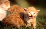 의 HD 벽지 귀여운 고양이 사진 #17