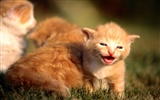 HD Wallpaper cute cat Foto #17