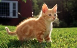 HD fotografía de fondo lindo gatito #18