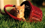 의 HD 벽지 귀여운 고양이 사진 #19