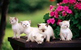 HD wallpaper roztomilé kočky foto #18913