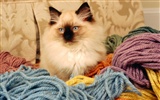 의 HD 벽지 귀여운 고양이 사진 #22