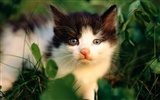 의 HD 벽지 귀여운 고양이 사진 #25
