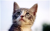 의 HD 벽지 귀여운 고양이 사진 #26