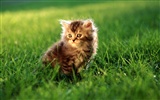 HD Wallpaper cute cat Foto #27