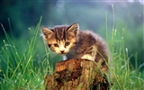 HD Wallpaper cute cat Foto #28