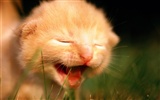 의 HD 벽지 귀여운 고양이 사진 #29