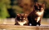 의 HD 벽지 귀여운 고양이 사진 #30