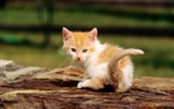 의 HD 벽지 귀여운 고양이 사진 #34
