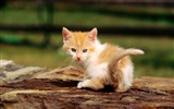 HD Wallpaper cute cat Foto #34