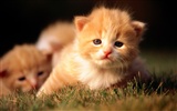 의 HD 벽지 귀여운 고양이 사진 #35