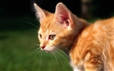 의 HD 벽지 귀여운 고양이 사진 #37