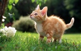 HD wallpaper cute cat photo #39