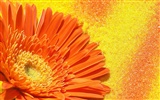 만개한의 HD 벽지 꽃 #35