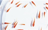夏日清涼專輯壁紙 #18