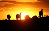 Kouzelný Tapety Svět zvířat #30