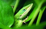 HD álbumes lagarto fondo de pantalla