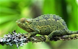 HD lizard wallpaper albums #6