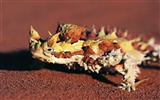 HD lizard wallpaper albums #7