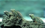 HD lizard wallpaper albums #8