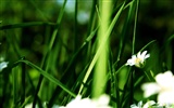 Widescreen HD wallpapers plantes #2
