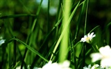 Widescreen HD wallpapers Plants #2