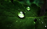 Widescreen HD wallpapers Plants #3