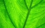 와이드 스크린 HD는 식물을 배경 화면 #5