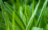 Widescreen HD wallpapers Plants #6