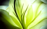 와이드 스크린 HD는 식물을 배경 화면 #15